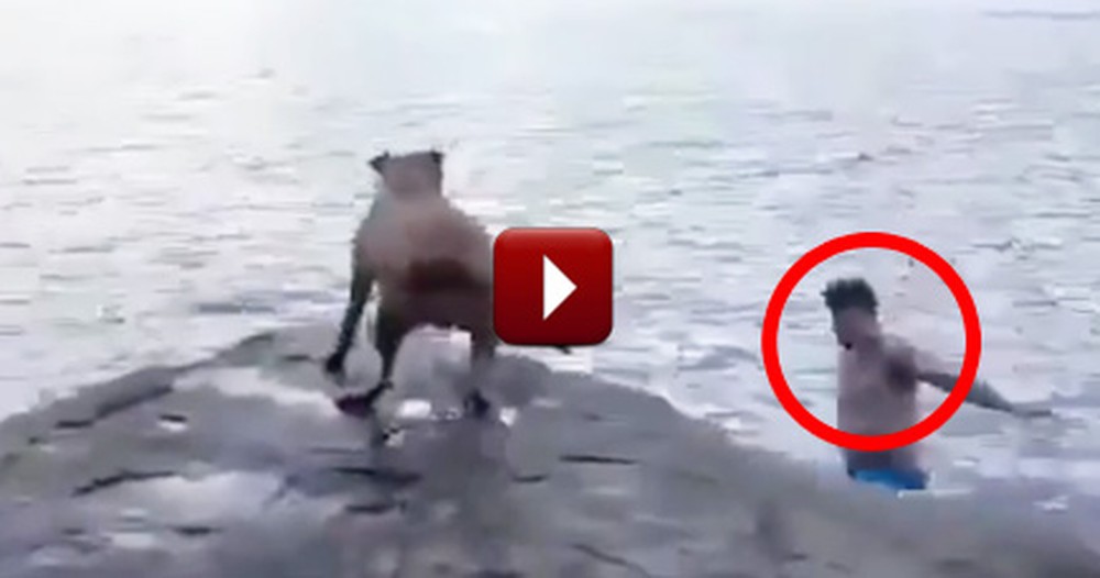 Cautious Dog Jumps to the Rescue When He Thinks Daddy is in Trouble