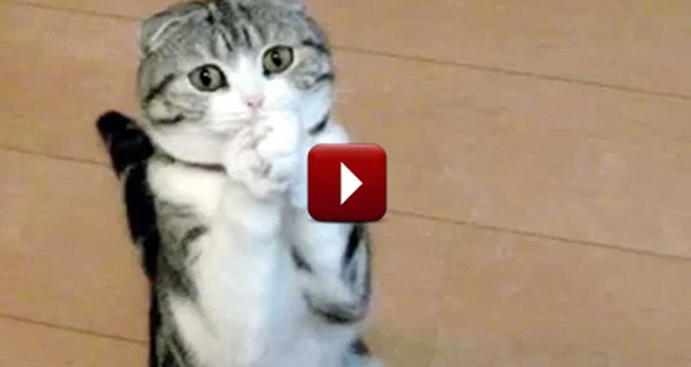 Cutest Animals Beg for Treats - Could You Say No to These Faces?