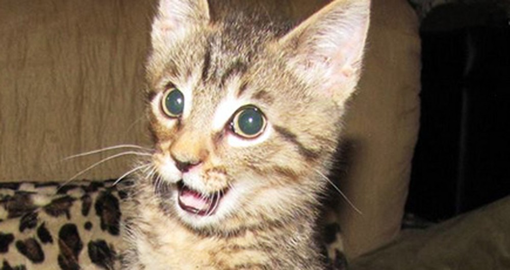 This Kitten Without Legs Will Inspire YOU to be Happier