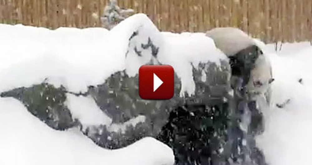 Hilarious Giant Panda Sees Snow for One of the First Times - And LOVES It