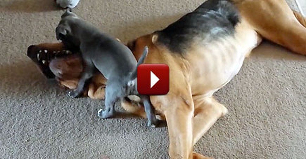 Young Puppy Inspires 3-Legged Bloodhound to Play - So Sweet