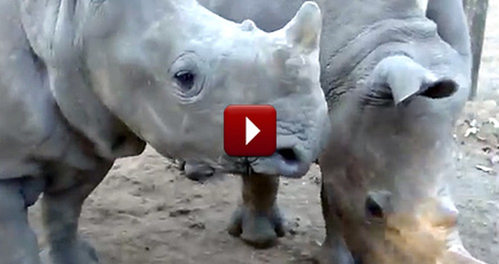 You'll Never Expect the Noises That Come Out of These Rhinos!