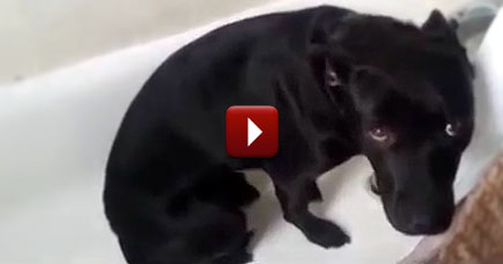 The Guiltiest Dogs - We Couldn't Stay Mad at These Precious Puppies