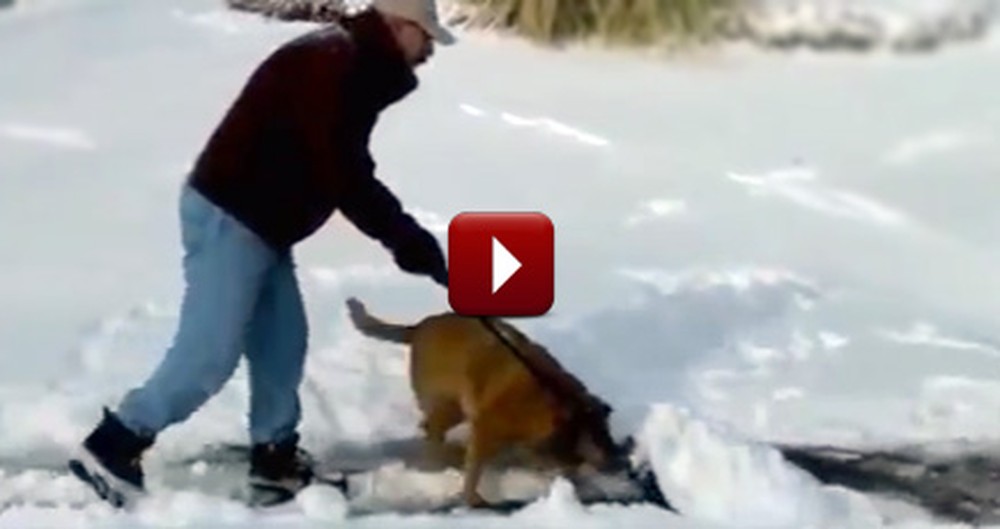 Humans Get Some Help During the Recent Snow Storm From Their Furry Friends :)