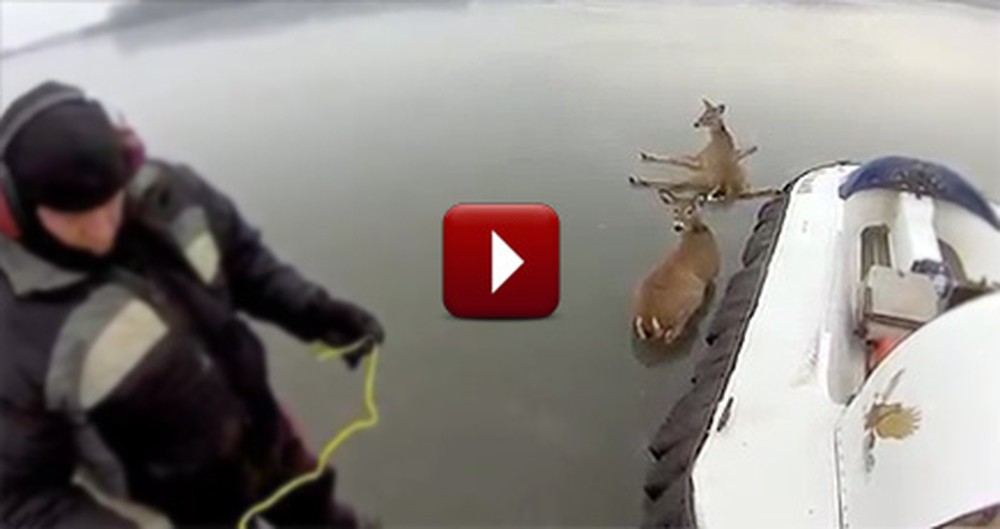 Two Heroes Rescue Deer That Were Stranded on an Icy Lake