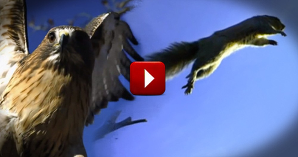 This Epic Chase Between a Squirrel and Hawk Will Leave You Breathless!