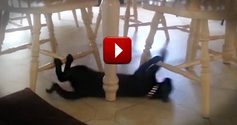 Funny Cat Uses Kitchen Chairs as Monkey Bars to Slide on the Floor