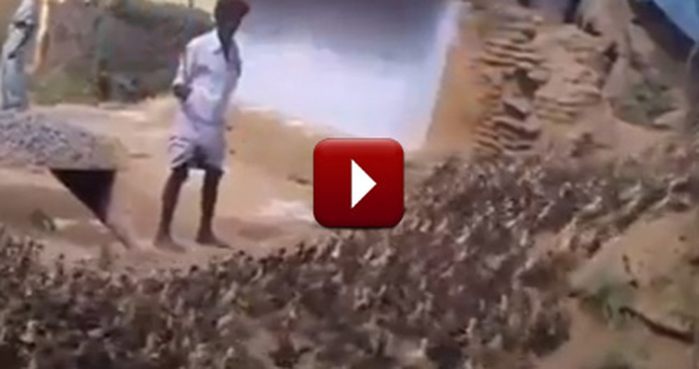 Ducks Follow a Pied Piper and the Results are Mesmerizing!