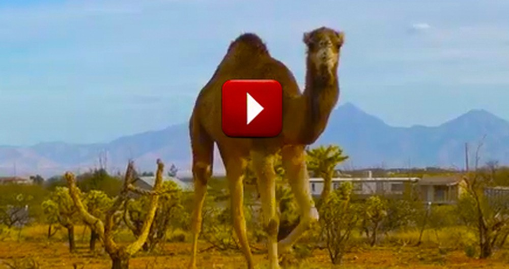 Giant Camel Pretends He is Not Following Newborn Lamb -  But We See Him!
