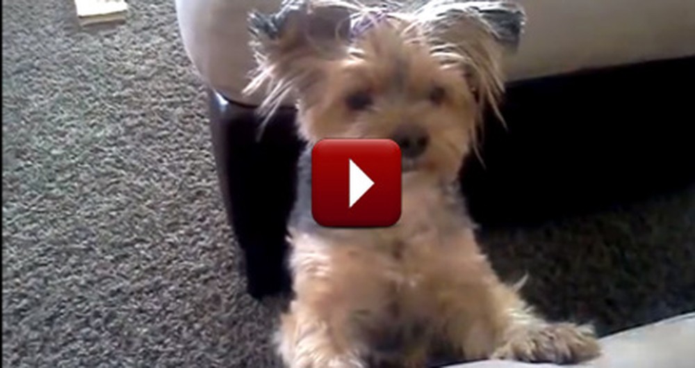 Adorable Dog Will Melt Your Heart As She Says Her Prayers