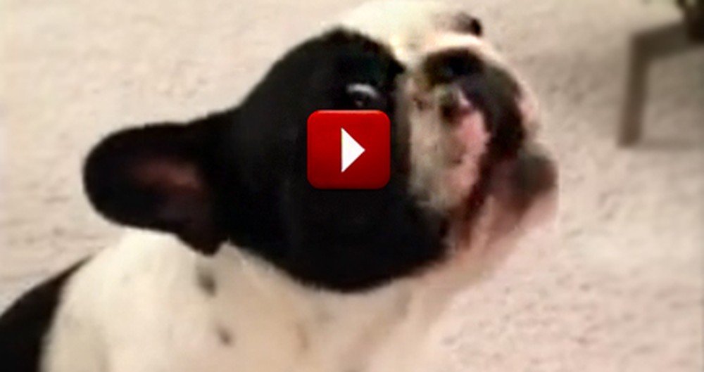Dog 'Singing' Hallelujah is the Cutest Thing Ever