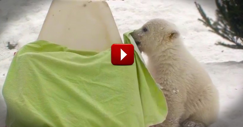 Meet the World's Cutest Polar Bear ;)
