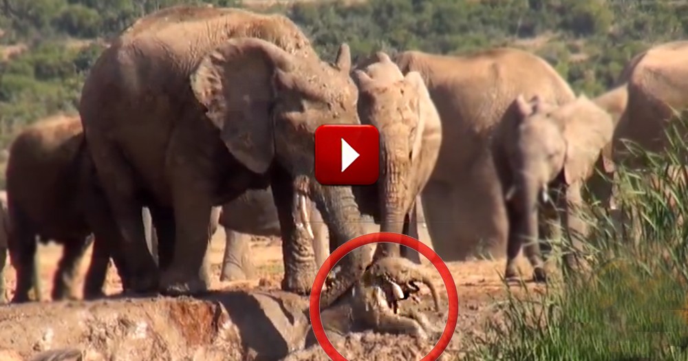 Mommy Elephant Rescues Her Baby Stuck in a Watering Hole
