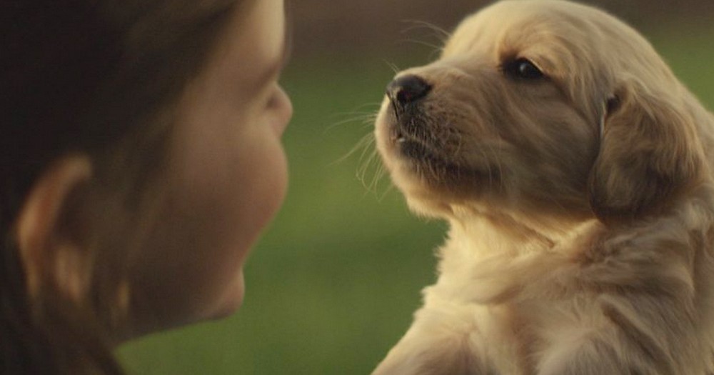 This is the Kind of Heartwarming Video that Every Dog Lover Must See