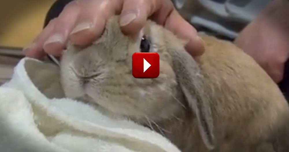See What This Bunny Does if You Stop Petting It -- So Funny!