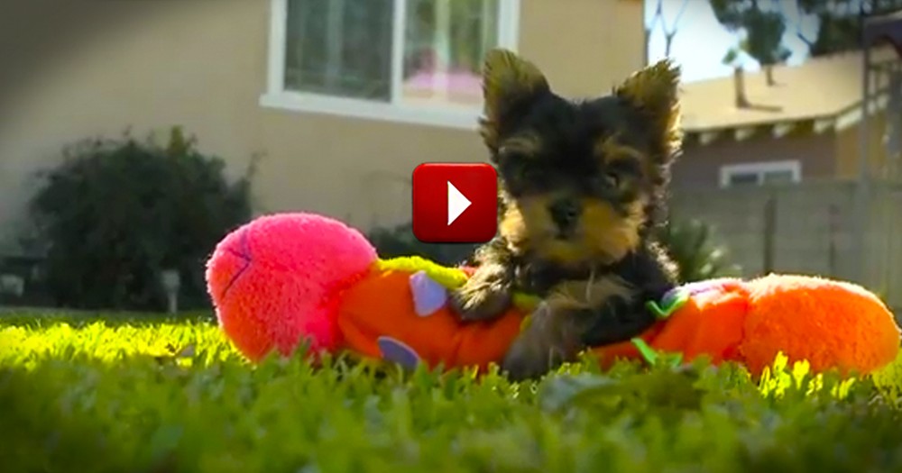 This is the Happiest Dog Video You'll Ever Watch