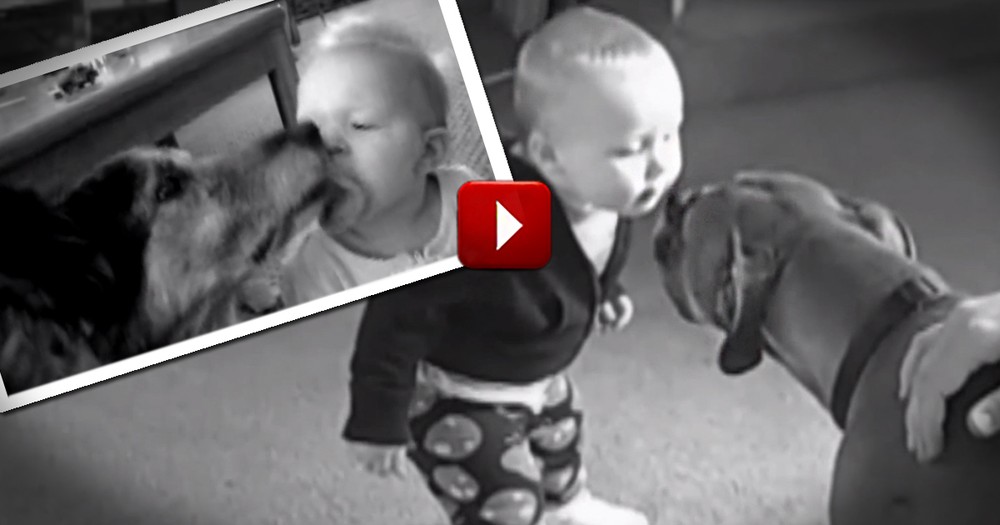 Babies and Puppies Kiss for the First Time -- And It's Completely Adorable!
