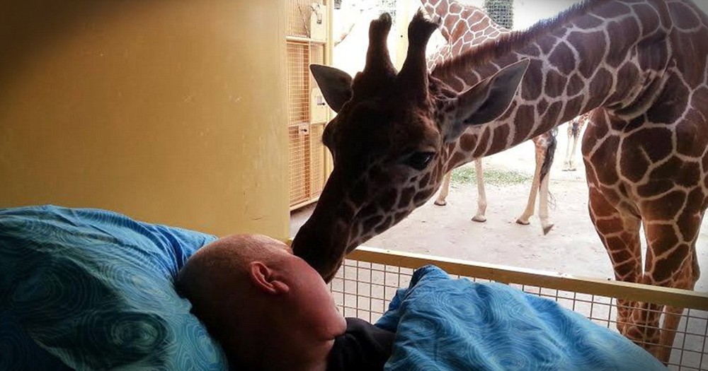 Sweet Giraffe Kisses Dying Zoo Worker Goodbye