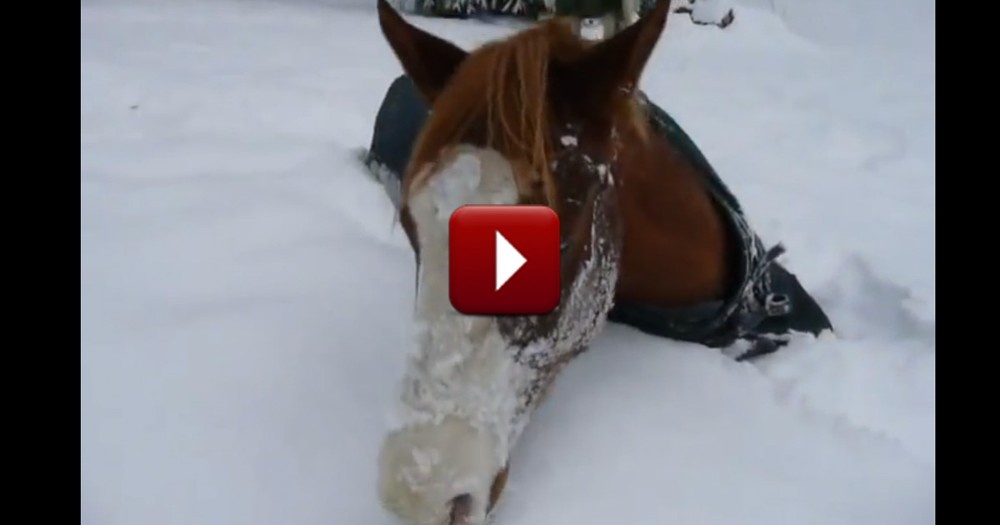 Happy Horse Enjoys a Snow Day - Too Cute!