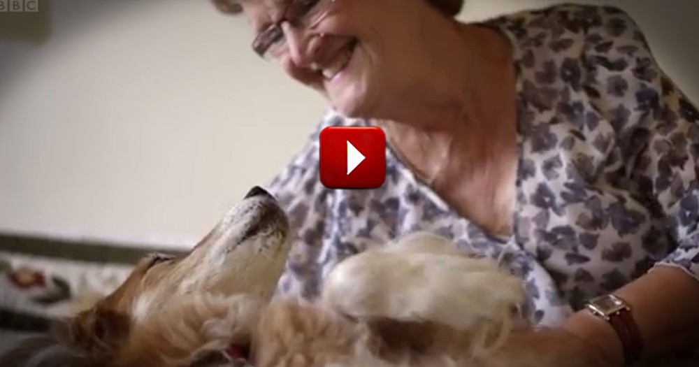 This Dog is Smarter Than Doctors!  You'll Be Amazed by What He Knows