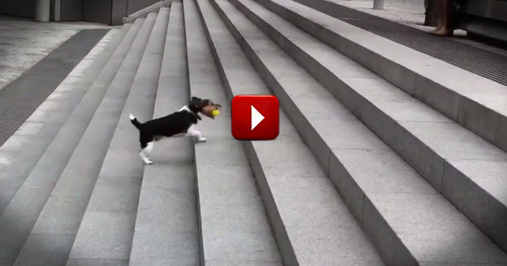 It Starts With A Dog And His Ball - What Happens Next Is Downright Adorable