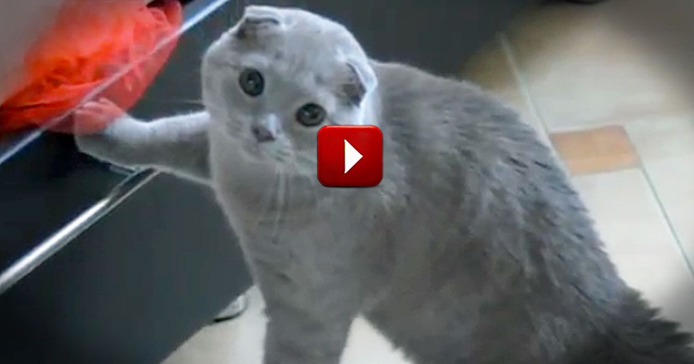 Extremely Guilty Kitty Gets Caught Snooping - What a Reaction!