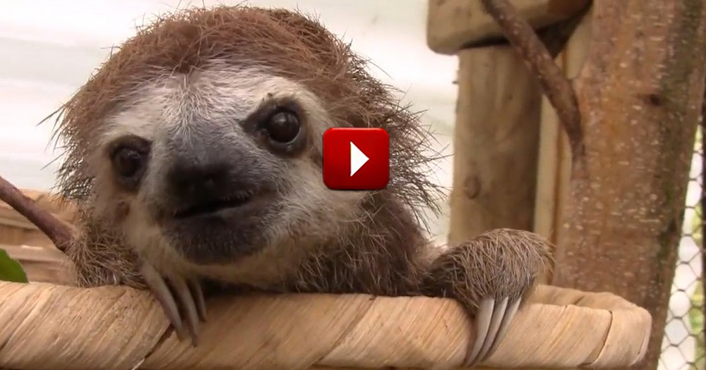 I Had NO Idea Sloths Were So Cute. Seriously, This Should Not Have Been A Secret from Me! 