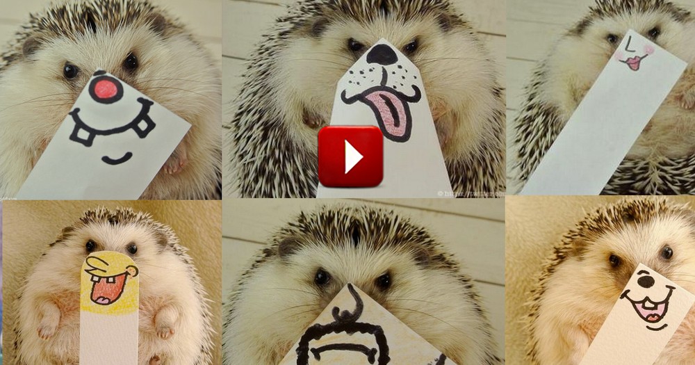 Happy Hedgehog is Hogging All the Love with His Cute Face. . .or Shall We Say Faces. 