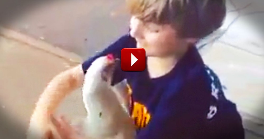 This Boy's Clearly Not Chicken.  And That's No Ordinary Hen!