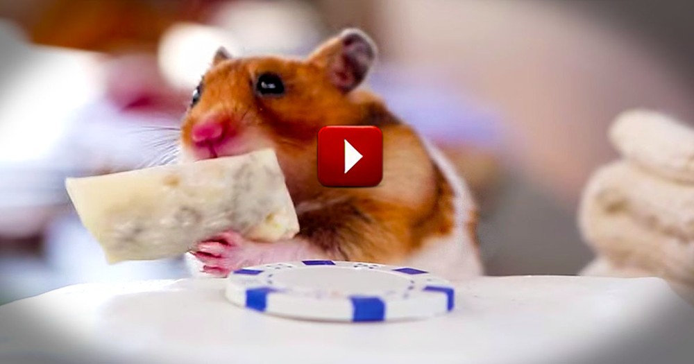I Just Can't Stop Watching!  This Small Creature's Tiny Meal is a Huge Cuteness Overload.