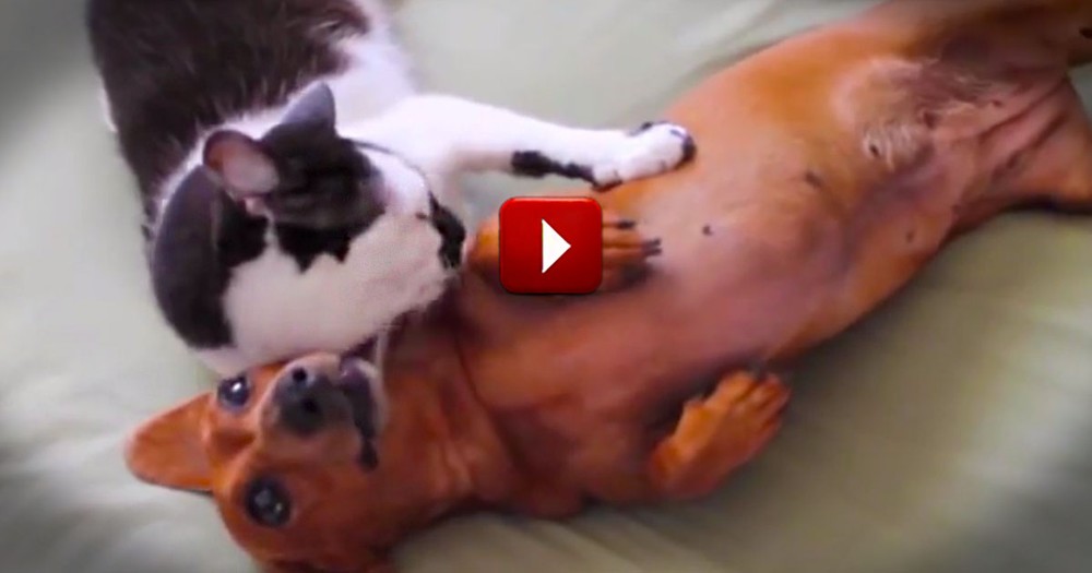 Apparently, This Kitty Thinks She's A Miracle Worker.  She's Definitely A Dog-Whisperer!  LOL