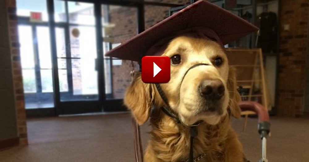 A Loyal Service Dog Will Walk His Human Across the Stage. . . Wearing a Cap and Gown!