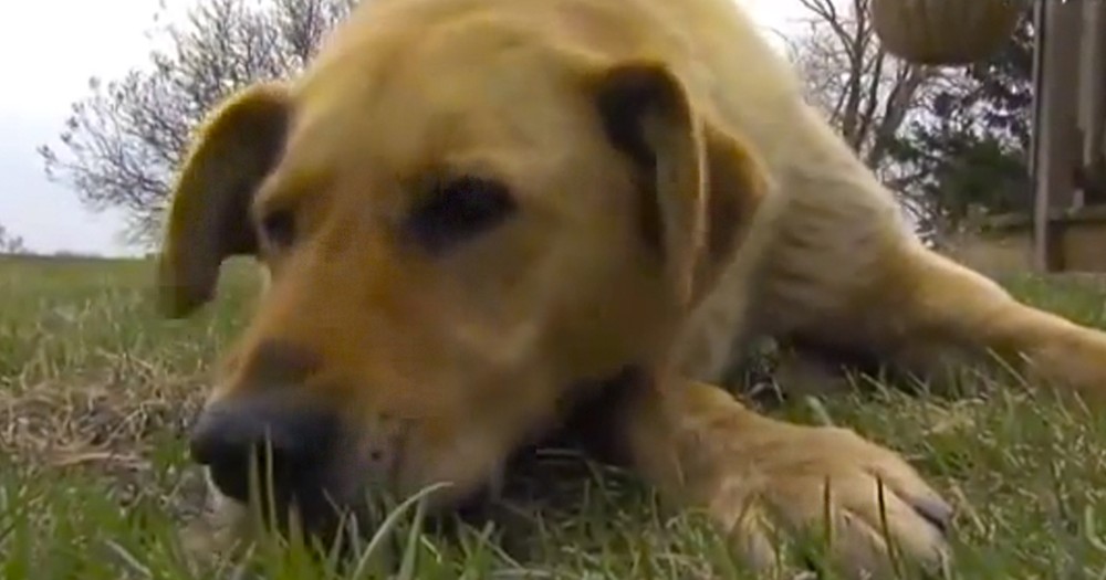 This Dog Found the Best Way to Repay the Family Who Rescued Him. He Saved Their Son!