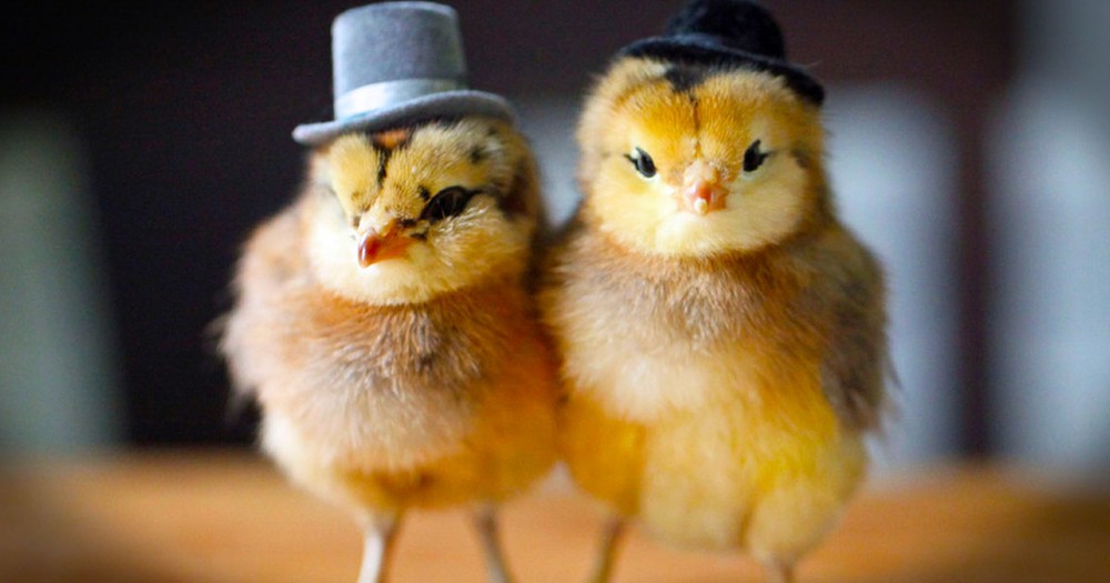 These 10 Chicks Are So Cute You'll Want To Share Them With All Your Peeps.