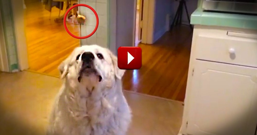 Wait 'Til You See What Happens Next!  See Why 7 Is This Pup's Lucky Number!