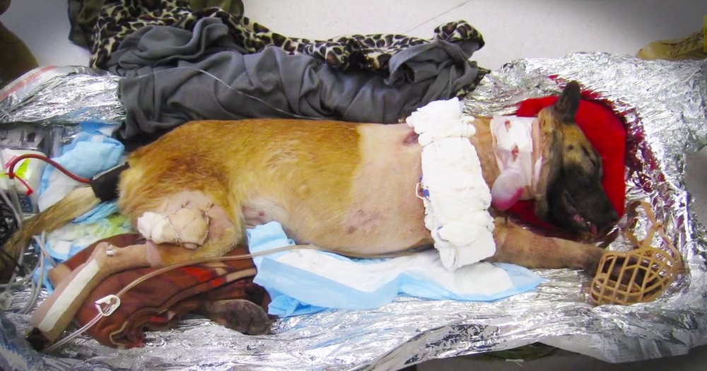 Soldiers Are Alive Today Because of This Brave Dog. What They're Doing For Her Now--Whoa!