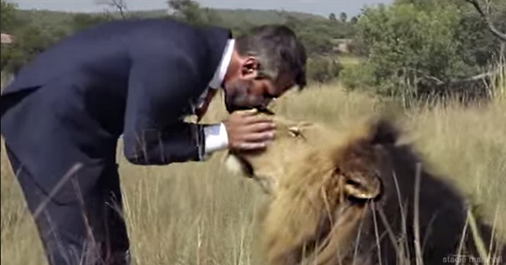 This Man Isn't Just Caring for the Lions...He's PLAYING With Them.  This Looks Crazy, But Kinda Cool