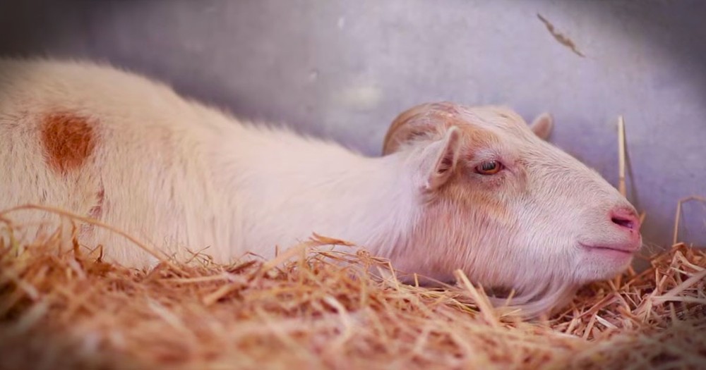 This Goat Was About To Die Of A Broken Heart. At 1:05, See What Made Him Whole Again!