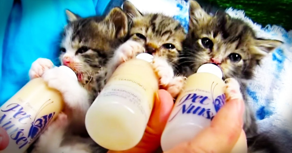 These 3 Cute Kittens Are About To Steal Your Heart.  The One On the Left Is My Favorite!
