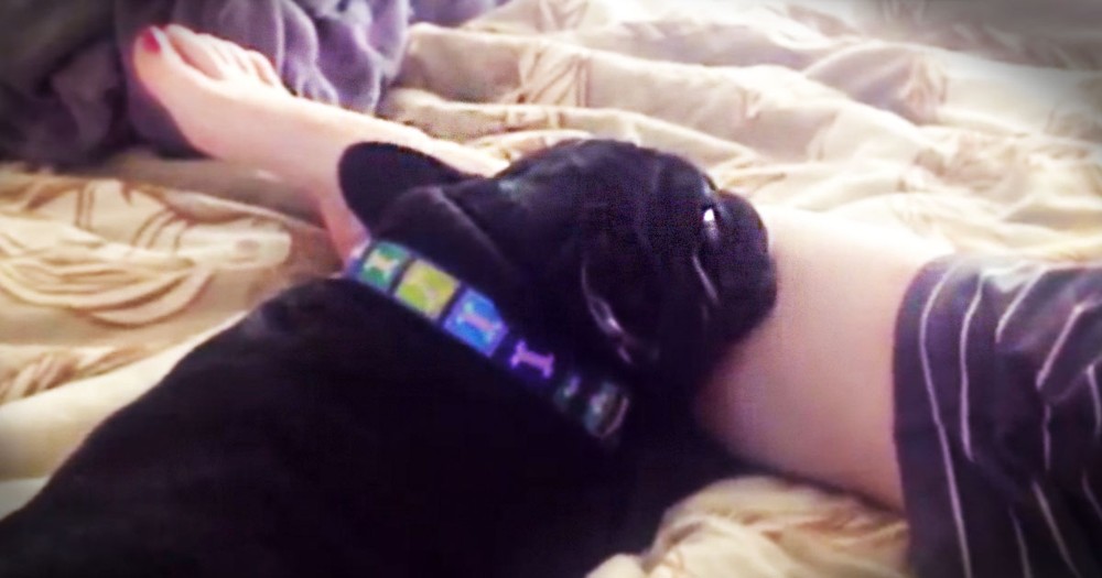 Apparently, This Pup Can't Tell The Difference Between a Leg and a Pillow.  At 1:08 I LOL!