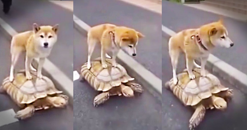 When This Dog Hitched A Ride, He Had No Idea It Would Be THIS Slow. Or This Adorable!