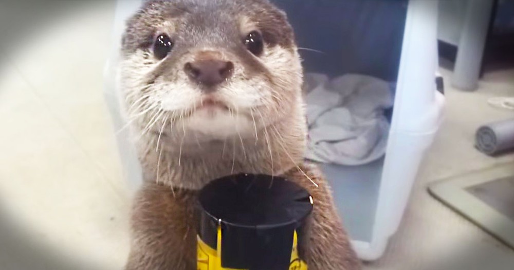 I Don't Know What's Cuter, This Sound This Otter Makes, Or the Proud Look On His Face.