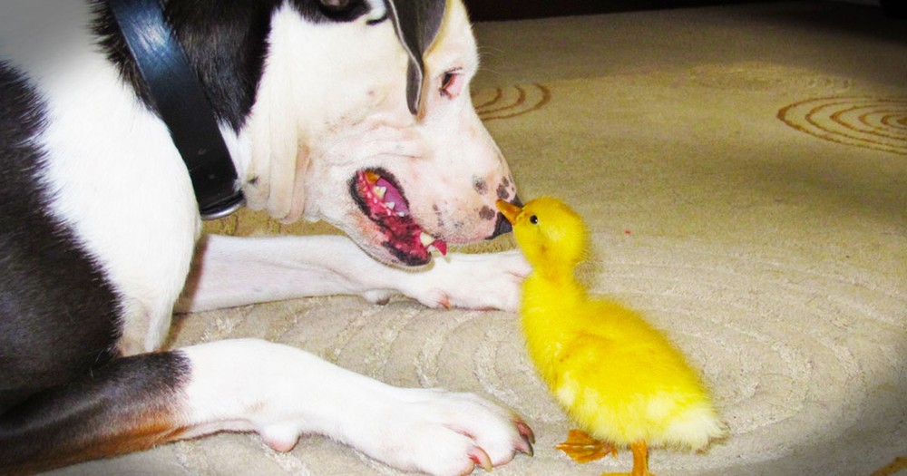This Baby Was Abandoned by His Mother and Called an Ugly Duckling. Then Something Beautiful Happened