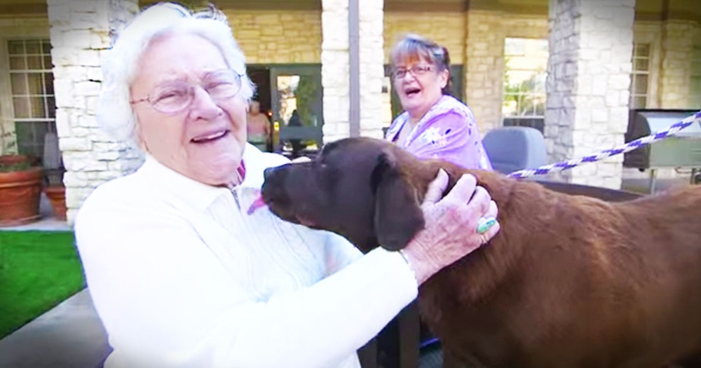 Oh My Gracious! When I Saw What These Sweet Dogs Did For Others, I Couldn't Stop Smiling!