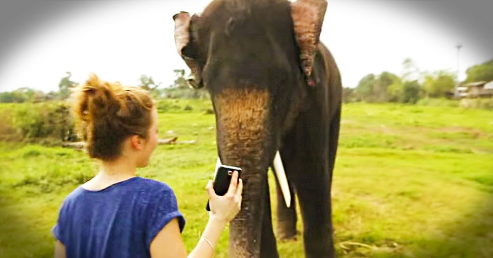 What This Elephant Does With A Cell Phone Is Amazing. I Can Barely Even Turn Mine On! LOL