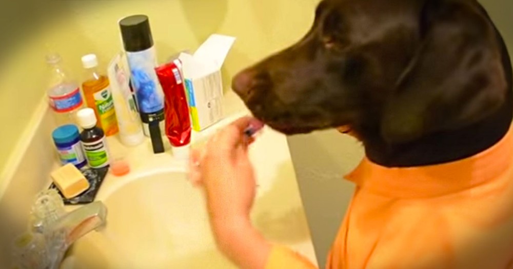 Watch This Hilarious Dog's Morning Routine - It'll Make Your Day Better