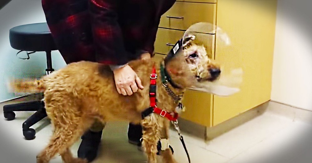 After A Grueling Surgery, This Rescue Pup Can Now See His Family For The First Time. Oh My Heart!