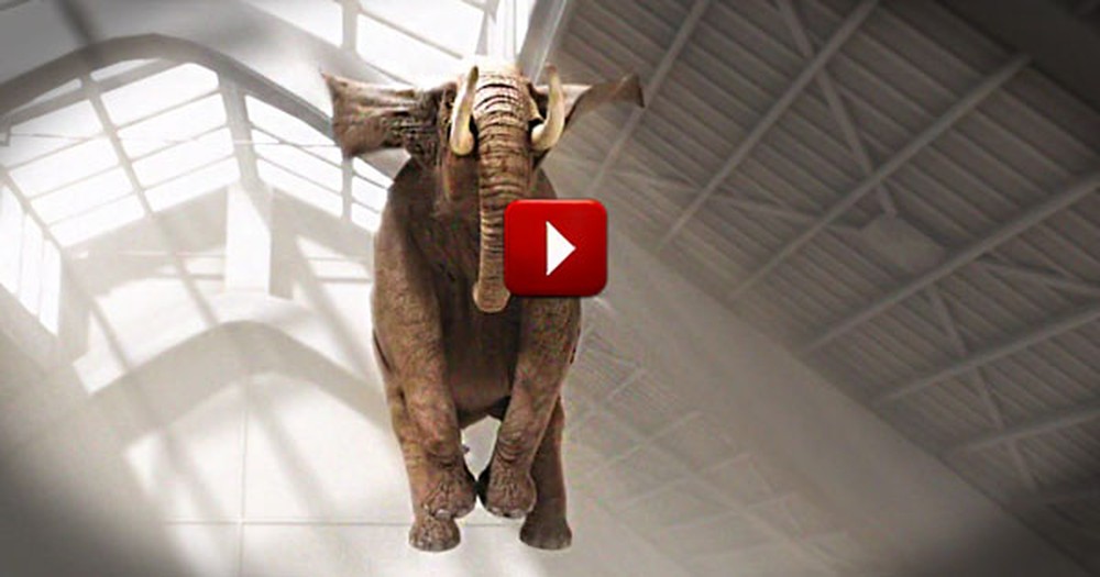 This High-Flying Elephant Will Put a Bounce In Your Step, Too. This Is Pure Joy on a Trampoline!