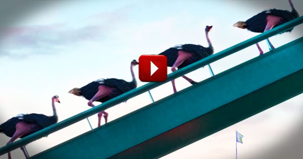 These 7 Ostriches Wanted a Little Adventure. And Their Antics Sent Me for a Loop--So Cute!