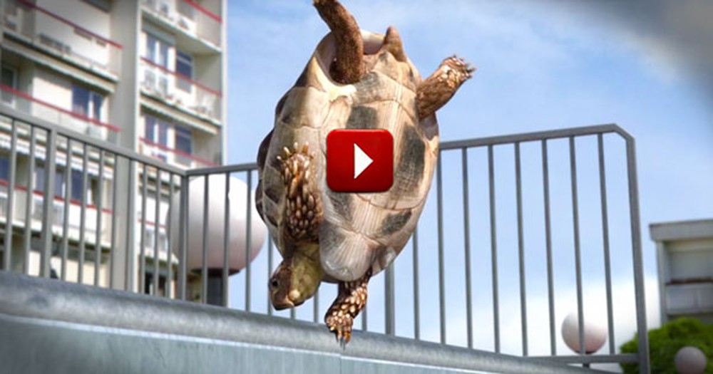 This Poor Turtle Had Me Worried At First. But His Big Ending Is Pure Silly Fun!